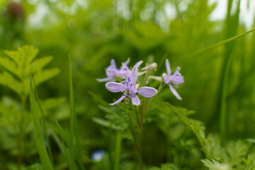 野原に咲く薄紫の花