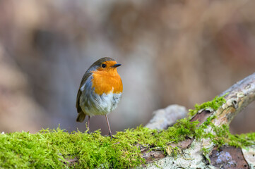 Eurasian Robin, Erithacus Rubecula, Perched on a moss covered tree branch, Winter,side view, looking right
