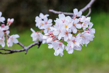 綺麗に咲くソメイヨシノ