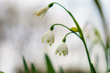 Fototapeta premium ひっそりと咲くスズラン