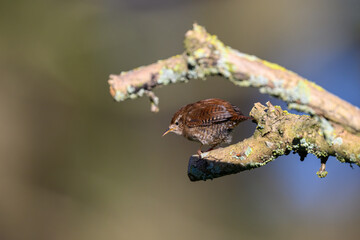 Wren, Troglodytes troglodytes, perched on a lichen covered branch. Looking left
