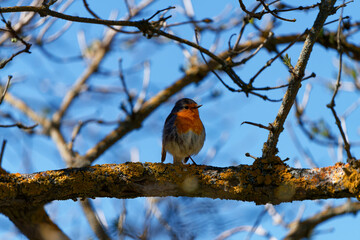 the fleeting glance of a robin