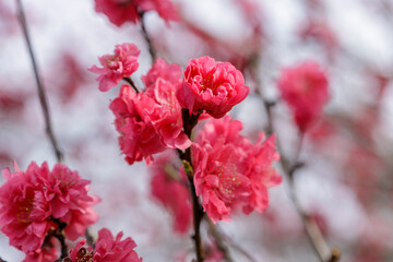濃いピンクの梅の花