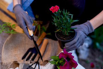 Woman gardener is potting flowers. Home gardening, spring garden. Small business - flower shop, freelancer concept. Cottage core botany