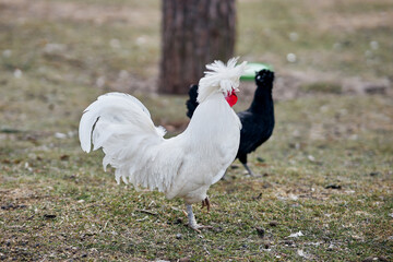 grey crowned crane