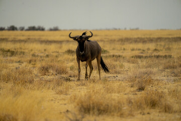 Das Interessierte Gnu