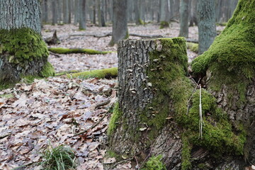 Starożytny las w Polsce - mech na drzewach