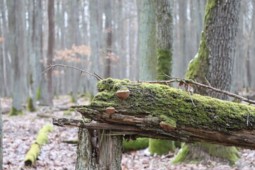 Złamane drzewo w starym lesie