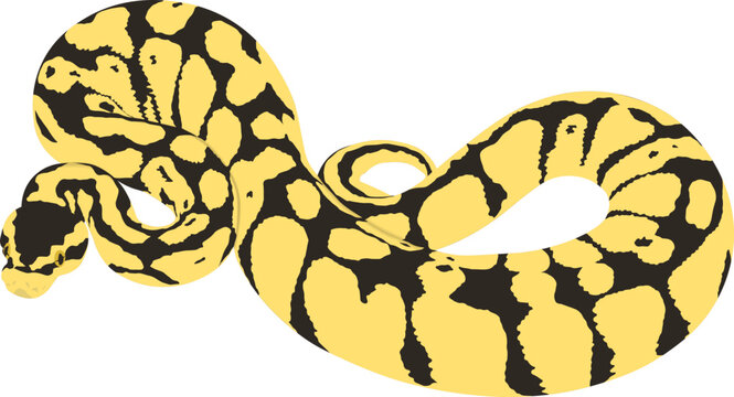 Ball Python Clipart