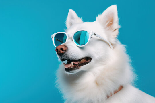 Funny stylish cool white dog dressed up for summer wearing blue sunglasses, portrait shot against a blue studio background. Generative AI.