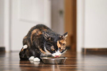 Fototapeta na wymiar Brown hungry cat is licking itself while eating from metal bowl at home in kitchen. Domestic life with pet..