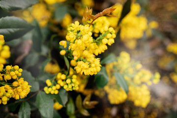 spring beautiful yellow mahonia close-up. wallpaper