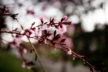 Fototapeta na wymiar spring beautiful peach blossom close-up. wallpaper