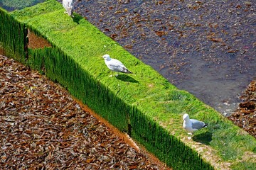 Seagulls standing on a seaweed covered outflow cover along the waters edge on the beach, Lyme Regis, Dorset, UK, Europe
