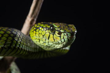 Facial close up of a sumatra pit viper Trimeresurus sumatranus native to sumatra island, malaysia, and Thailand with black background 