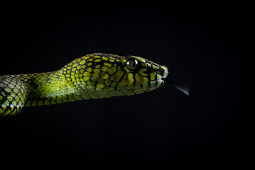 Facial close up of a sumatra pit viper Trimeresurus sumatranus native to sumatra island, malaysia, and Thailand with black background 