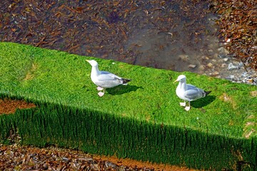Seagulls standing on a seaweed covered outflow cover along the waters edge on the beach, Lyme Regis, Dorset, UK, Europe