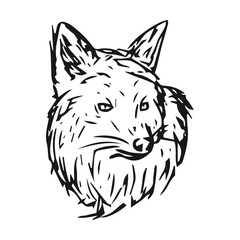 Fototapeta na wymiar hand drawn illustration of a fox