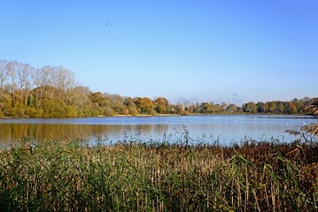 View across the reservoir with trees to the rear and reeds in the foreground during the Autumn, Chard, Somerset, UK, Europe