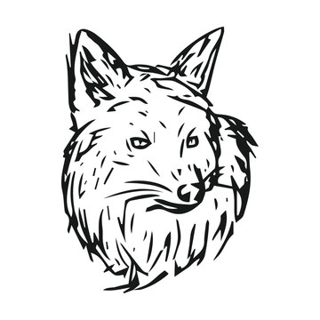 hand drawn illustration of a fox