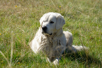 Shepherd dog in the meadow. Tatra Mountains.