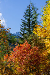 Colorful autumn trees in Belianske Tatras.