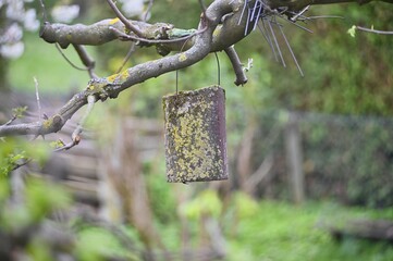 Old bird feeder with moss and patina on the tree