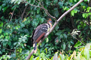 Hoatzin is standing on tree branch near Sandoval Lake Puerto Maldonado Amazon. Hoatzin has orange mohawk, blue facial skin, and stubby bill. Selective focus of hoatzin.