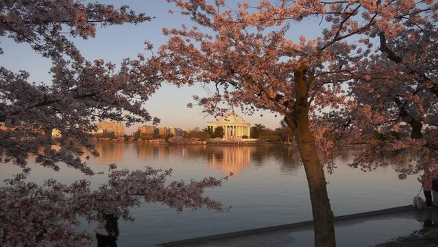 Cherry blossom festival at the Thomas Jefferson Memorial at sunset, Washington, DC