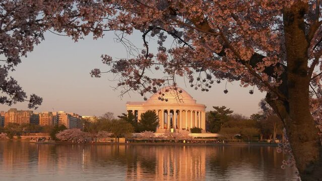 Cherry blossom festival at the Thomas Jefferson Memorial at sunset, Washington, DC