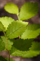 macro shot of green elm tree leaf with veins, siberian elm or ulmus pumila deciduous tree. spring forest flora. vertical close up