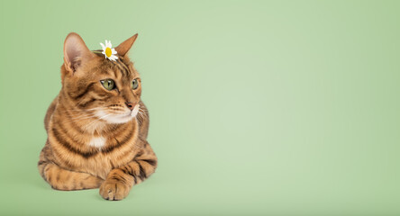 A cat with a camomile on its head on a colored background.