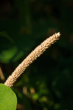 Timothy grass, common cat tail seed head, or phleum pratense. Wild flora on dark background, macro shot.
