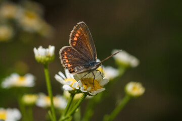 Fototapeta na wymiar Aricia agestis, the brown argus butterfly in the family Lycaenidae sitting on camomile, chamomile flower. Soft focused macro shot
