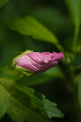 Hibiscus Malvaceae purple pink bud and foliage, plant before flowering in spring. Soft focused macro shot