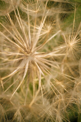 dry tragopogon, goatsbeard or salsify seed head. flowering plant with fragile detailes, seeds with umbrellas. soft focused vertical macro shot