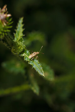 coreoidea beetle or leaf footed bug, tiny invertebrate insect on green leaf, soft focused macro shot