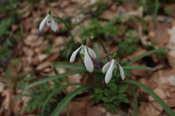 snowdrop flower in spring