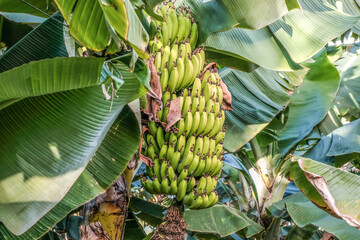 Spaziergang durch eine Bananenplatage auf Teneriffa 