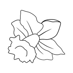 Hand drawn of daffodil on white background. Flower outline style. Vintage vector illustration.