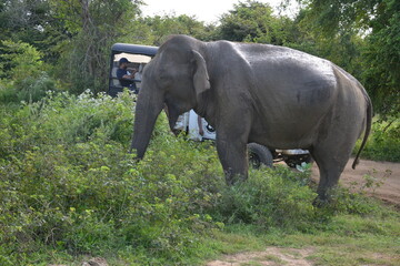 Fototapeta premium Wasgamuwa National Park Safari