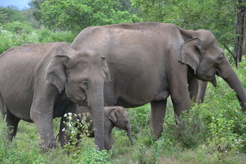 Fototapeta na wymiar Wasgamuwa National Park Safari