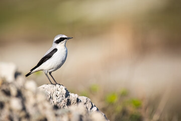 Northern wheatear or Oenanthe Oenanthe spring small bird migration sitting on the rock soft background