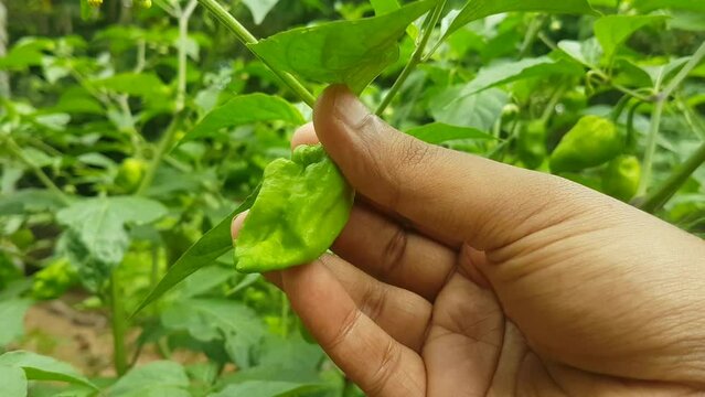 Farmer hand plucking, harvesting or collecting organic and fresh unripe green chilli peppers growing on the outdoor pepper plant branch with natural garden background Close up 4k macro side view.