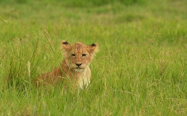 Obraz na płótnie Canvas lion cub in the grass