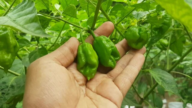 Farmer inspecting a bunch of new organic and fresh unripe green chilli peppers growing on the pepper plant branch with thick leaves for pest damage before harvesting. Closeup macro side view. 4K video