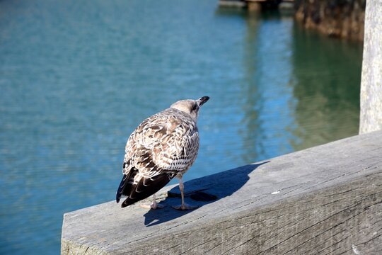 A young seagull standing on the harbour wall, West Bay, Dorset, UK, Europe