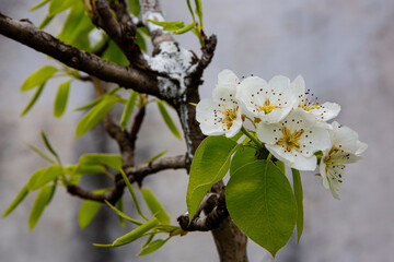 Apple flowers