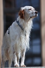 Fotoshooting Setter in der Stadt