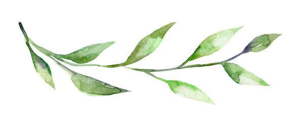 Watercolor illustration, green, a twig of a plant. isolate on a white background.